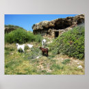 Suche nach weiße ziege poster Ziegen