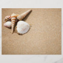 Suche nach muscheln flyer Sandsand