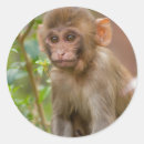 Suche nach templer aufkleber Hinterlisch