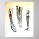 Suche nach venen poster Medizinisch