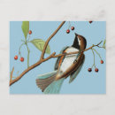 Suche nach vogelkunde postkarten John james audubon