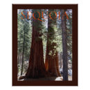 Suche nach sequoia poster Nationalpark