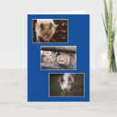 Suche nach drei tiere karten Foto