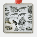 Suche nach zoologie ornamente Englisch