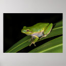 Suche nach grüner frosch poster Amphibie