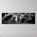 Suche nach fox poster Natur