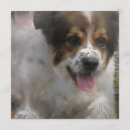 Suche nach australischer schäfer postkarten Haustiere