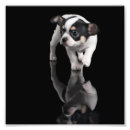 Suche nach schwarze chihuahua poster Niedlich