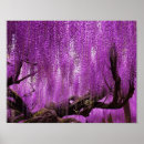 Suche nach wisteria poster Fotografie