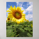 Suche nach wandbild poster Blume