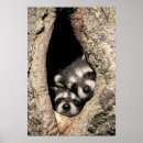 Suche nach waschbär poster Niedlich