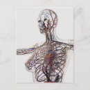 Suche nach arterie postkarten Weibliche anatomie