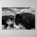 Suche nach amerikanischer bison poster Amerikanische bisons