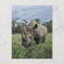 Suche nach kenia postkarten Afrika