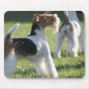 Suche nach drähte mousepads Fuchs