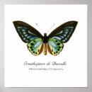 Suche nach vintage butterfly poster Insekten