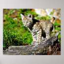Suche nach rotluchs Wild lebende tiere