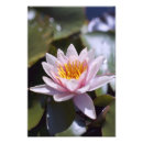 Suche nach lotus poster Tropisch