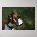 Suche nach boxer hunde poster Profil
