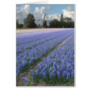 Suche nach niederländische windmühlen postkarten Blau