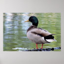 Suche nach duck poster Stockenten