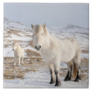 Suche nach equus caballus fliesen Schnee