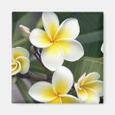 Suche nach frangipani magnete Pflanze