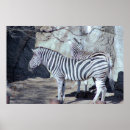 Suche nach zebras poster Foto