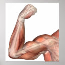 Suche nach menschlicher arm poster Physiologie