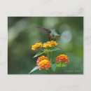 Suche nach kolibri postkarten Jede person