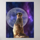 Suche nach meerkats poster Suricata
