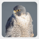 Suche nach wanderfalke aufkleber Raptor
