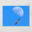 Suche nach mond postkarten Adler