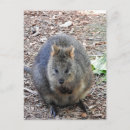 Suche nach quokka postkarten Australien