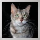Suche nach bengalisch poster Katze