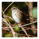 Suche nach kleiner vogel poster Spatz