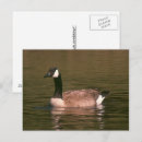 Suche nach gans postkarten Wasser