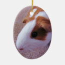 Suche nach meerschweinchen kugel ornamente Haustier