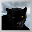 Suche nach wilder panther poster Wild lebende tiere