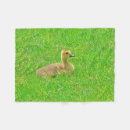Suche nach gans decken Kanada