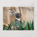Suche nach australia postkarten Koala