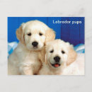 Suche nach niedliche haustiere postkarten Labrador