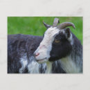 Suche nach schwarze ziege postkarten Tier