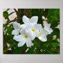 Suche nach plumeria poster Weiß