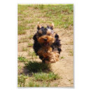Suche nach yorkie welpen poster Yorkshire terrier