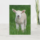 Suche nach lamb karten Niedlich