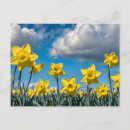 Suche nach narzissen postkarten Blumen