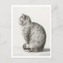 Suche nach weiße katzen postkarten Niedlich