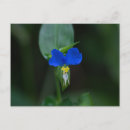 Suche nach asiatisch postkarten Blume