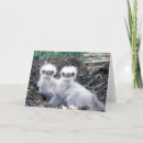 Suche nach weißkopfseeadler karten Vögel